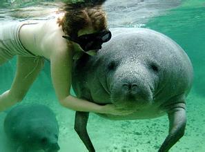 essay代写,Scholarship Essay,留学生作业代写,Saving the Manatees,论文代写