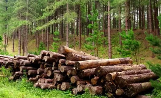 芬兰森林资源,Finnish forest,留学生作业代写,assignment代写,美国作业代写