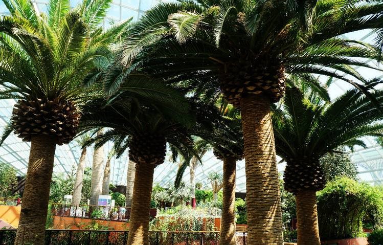 oil palm,油棕,留学生作业代写,essay代写,美国作业代写
