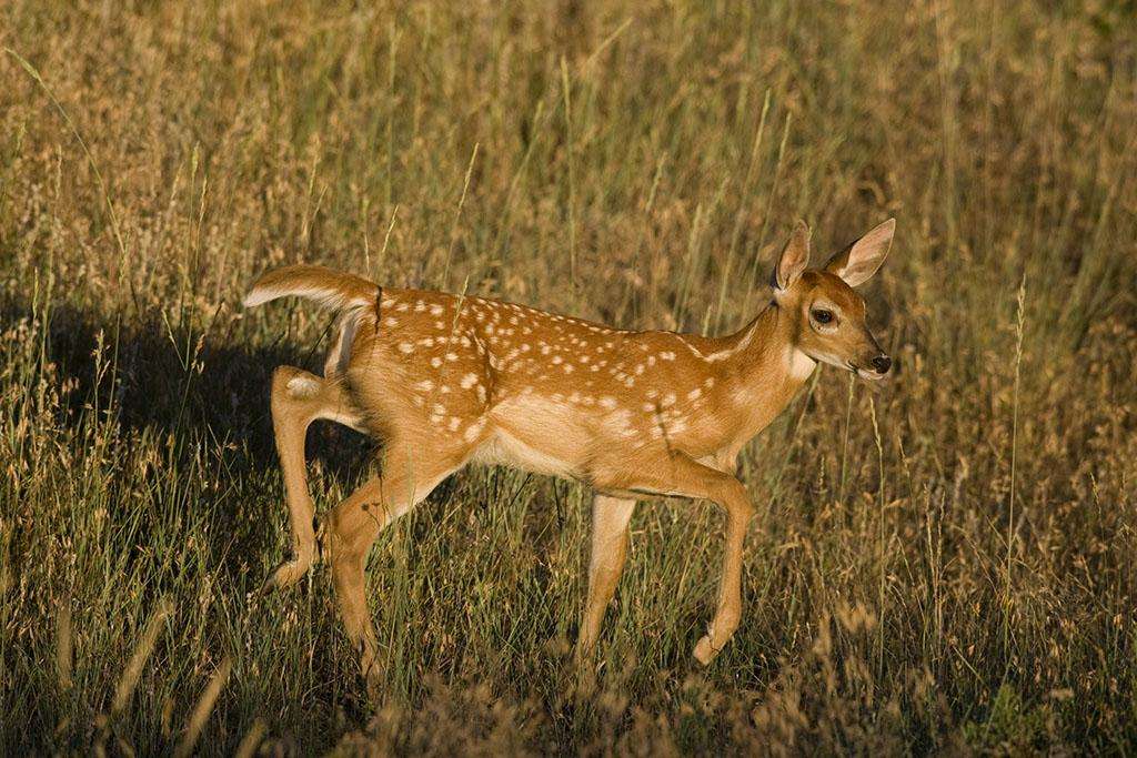 White-tailed deer,白尾鹿,澳洲代写,paper代写,美国作业代写