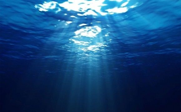 undersea world,海底世界,essay代写,paper代写,北美作业代写