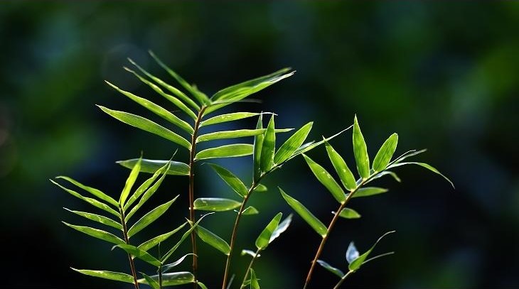 Original ecological,原生态元素,essay代写,paper代写,北美作业代写