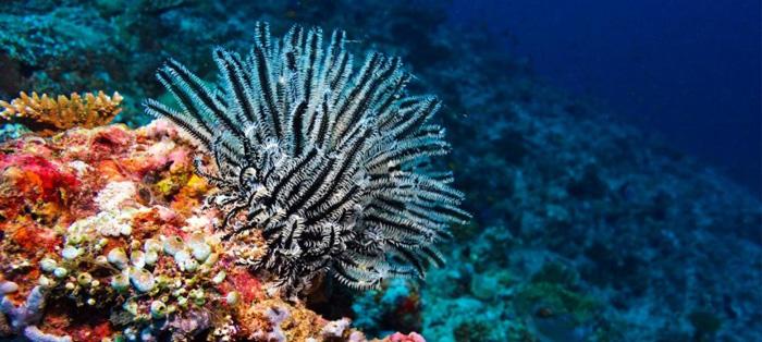 ocean acidification,海洋酸化,assignment代写,paper代写,美国作业代写