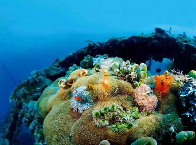 artificial reef,生态型人工鱼礁,essay代写,paper代写,作业代写