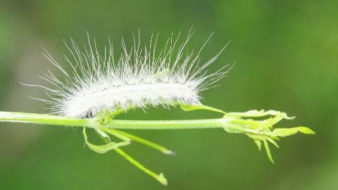 plant protection,植物保护对农业的影响,essay代写,paper代写,作业代写