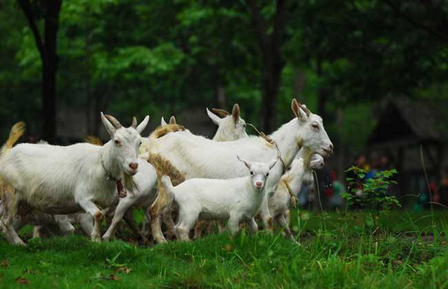 Herding phenomenon,羊群现象,essay代写,paper代写,作业代写 Herding phenomenon,羊群现象,essay代写,paper代写,作业代写