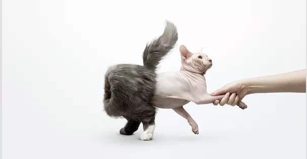 Animal symbol,广告中的动物符号,essay代写,作业代写,代写 Animal symbol,广告中的动物符号,essay代写,作业代写,代写